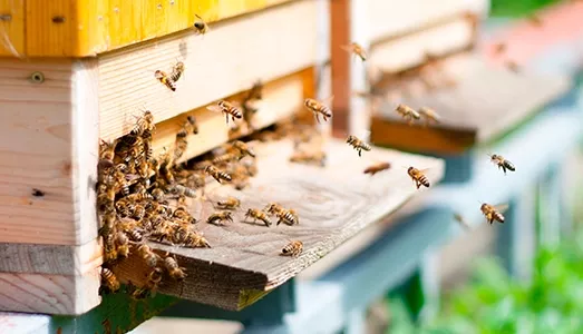 RSE et apiculture