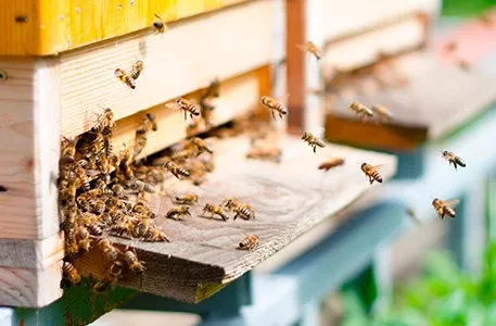 RSE et apiculture